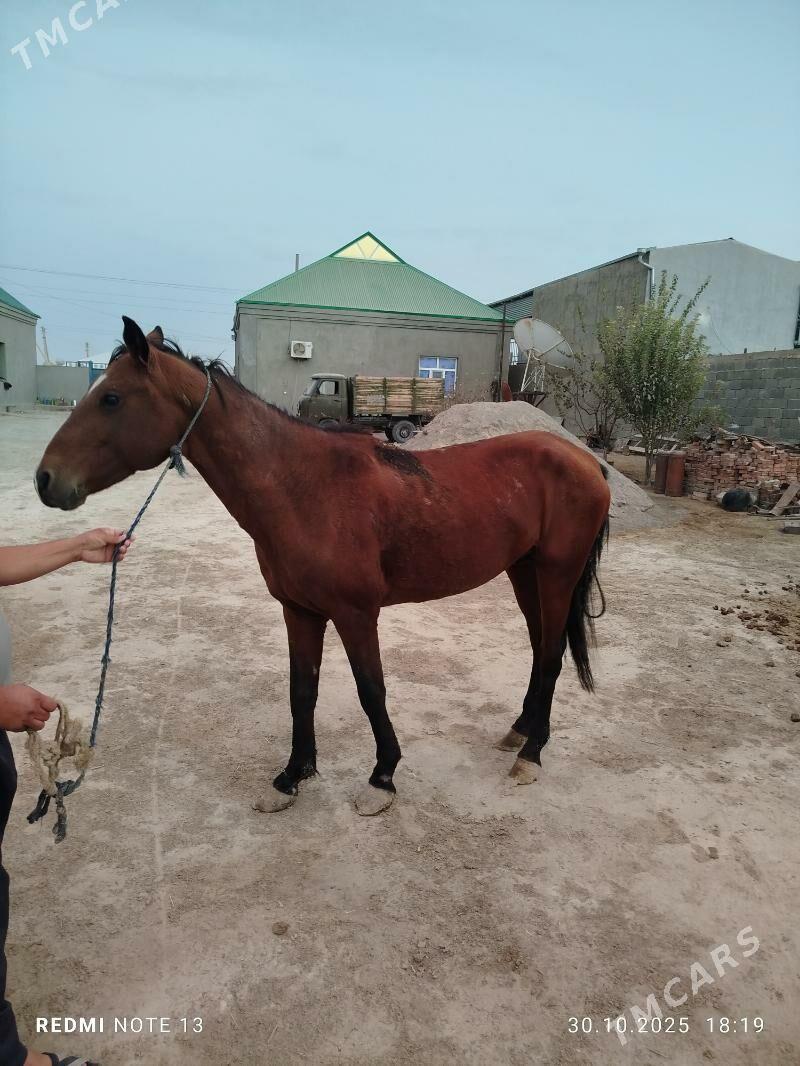 at - Бахарден - img 1