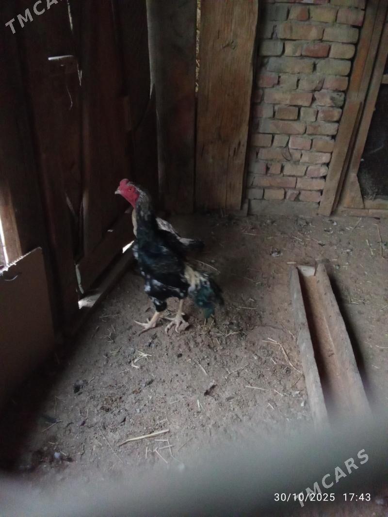 taşkent - Гёкдепе - img 1