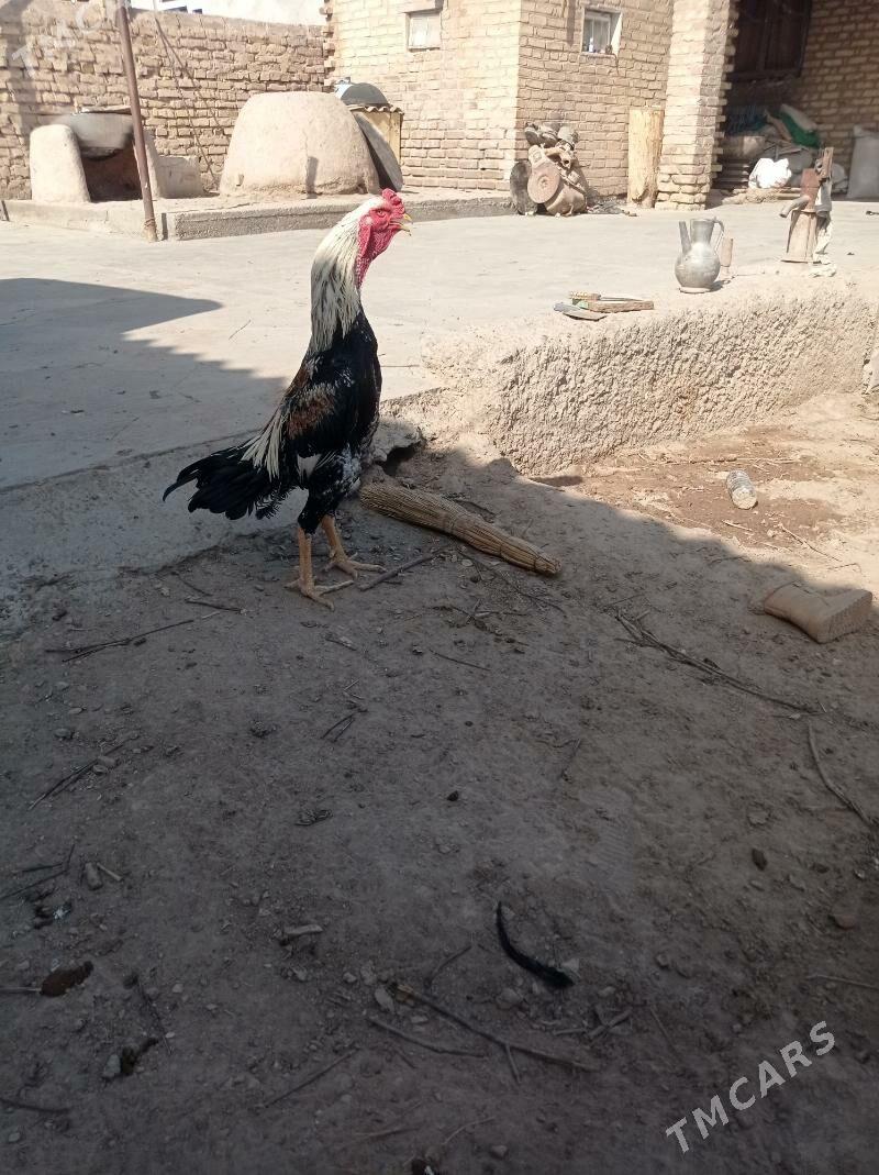 хораз - Garabekewül - img 1