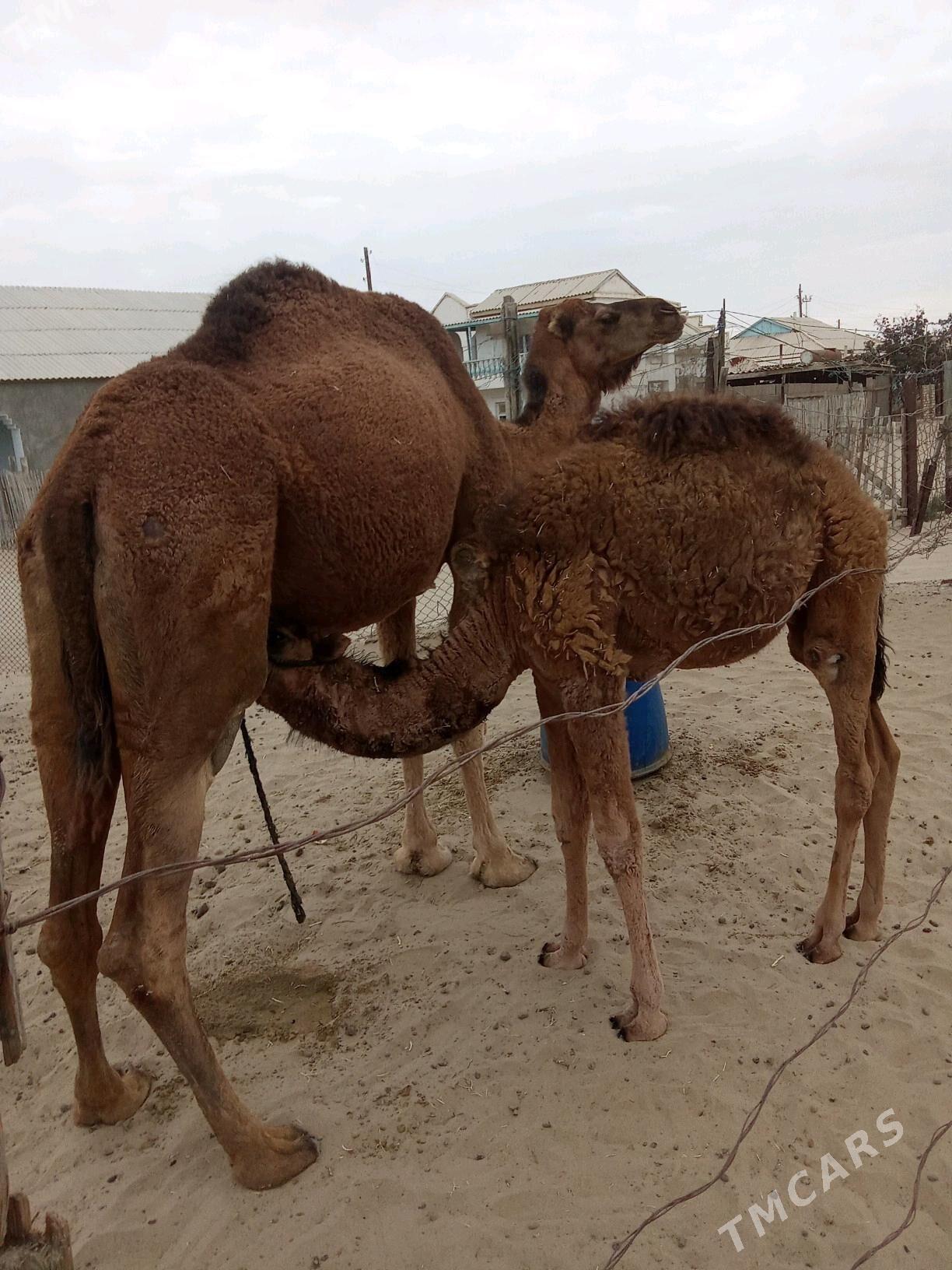 Torumly Düýe - Esenguly - img 1