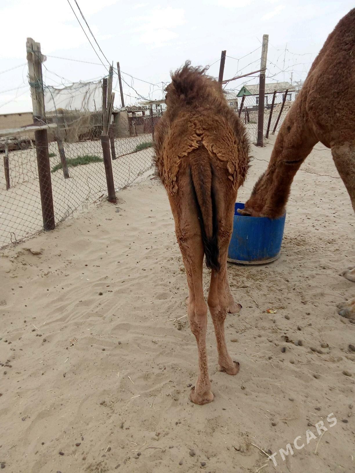 Torumly Düýe - Esenguly - img 5