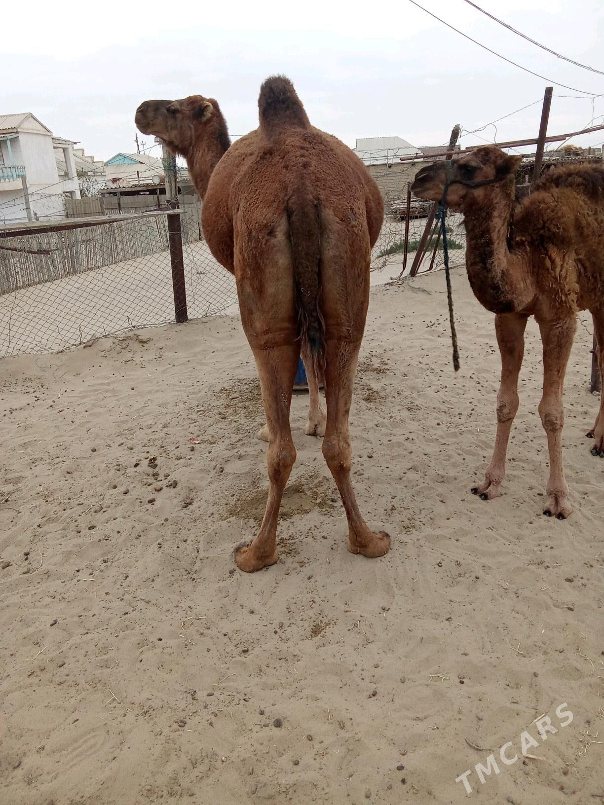 Torumly Düýe - Esenguly - img 3