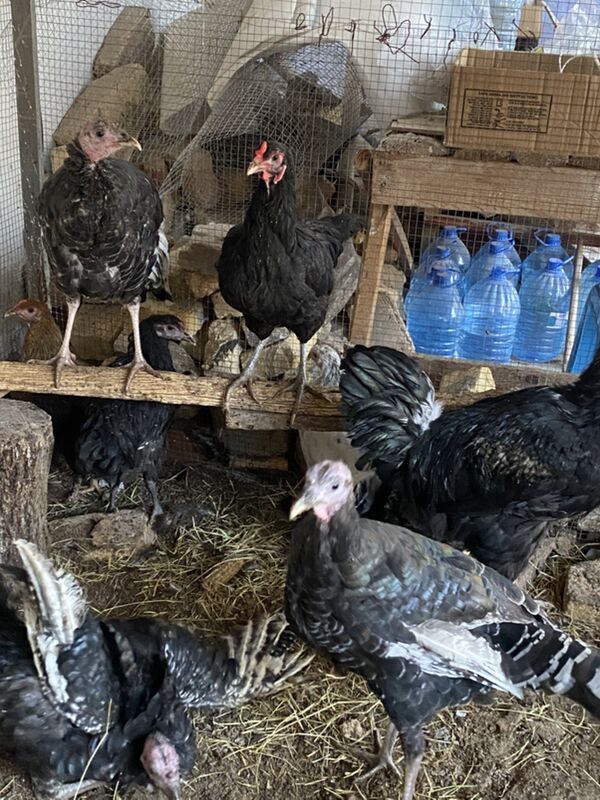 джерсийский - Туркменабат - img 7