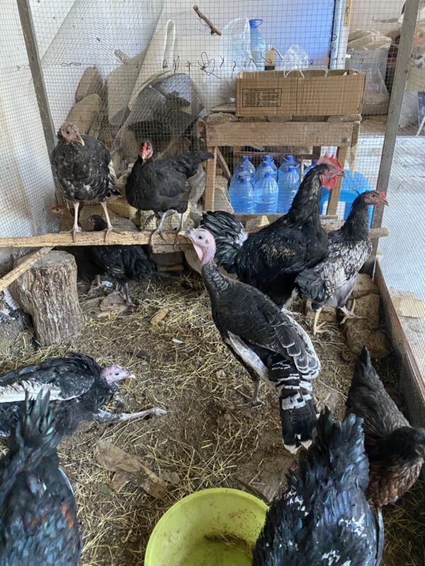 джерсийский - Туркменабат - img 8