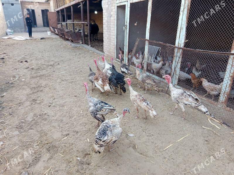 авган индулар - Туркменабат - img 1