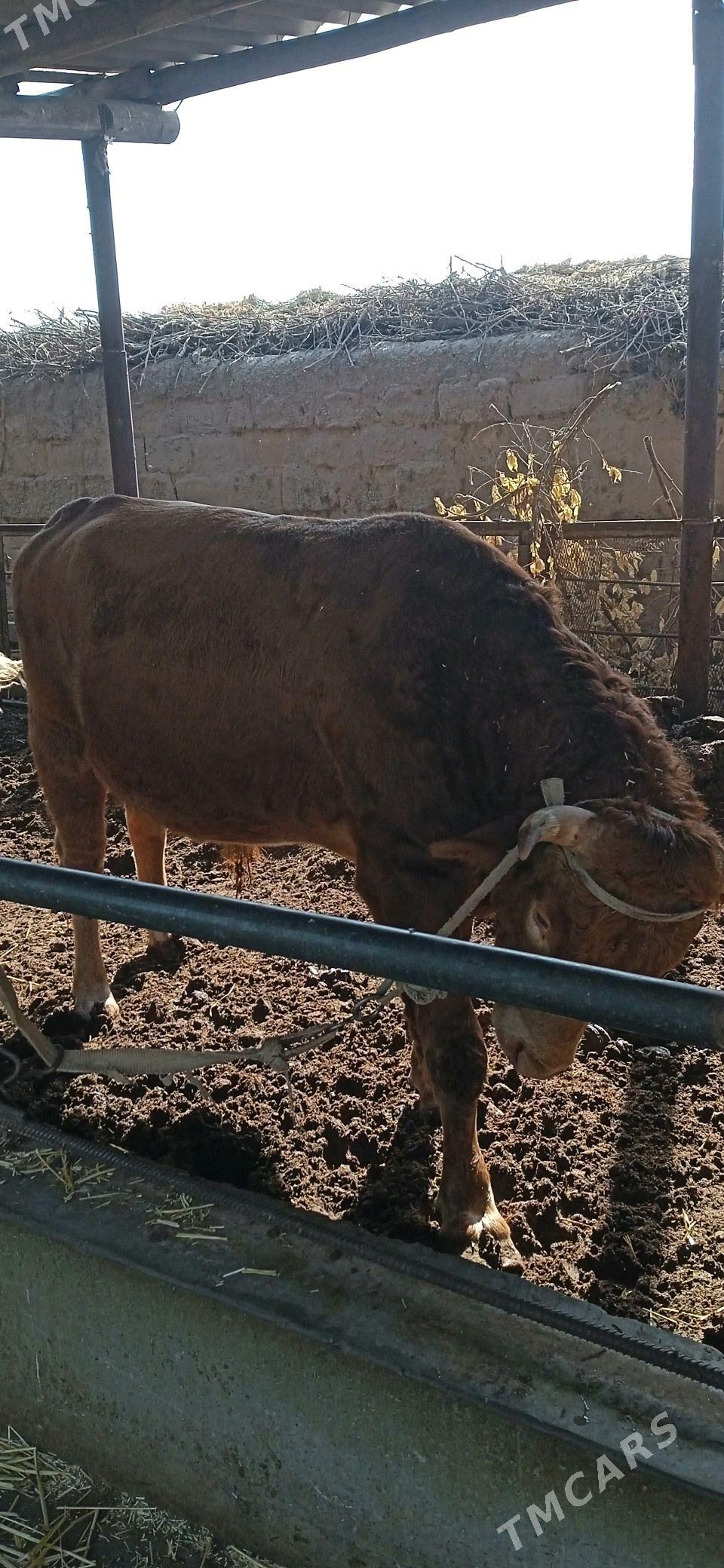 Parodny Ökuz - Türkmenabat - img 4