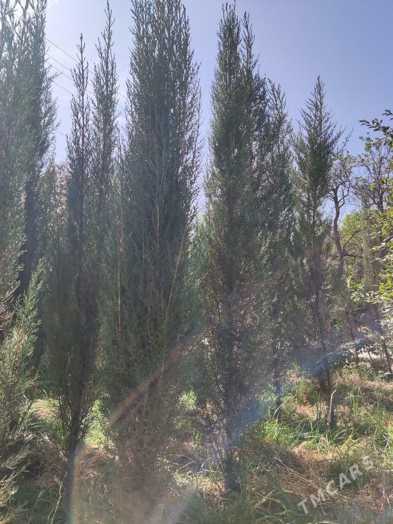 Yolkalar Ёлка Arizona Kiparis - Aşgabat - img 2