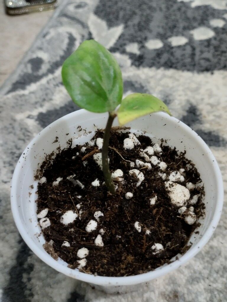 bambuk - Туркменбаши - img 8