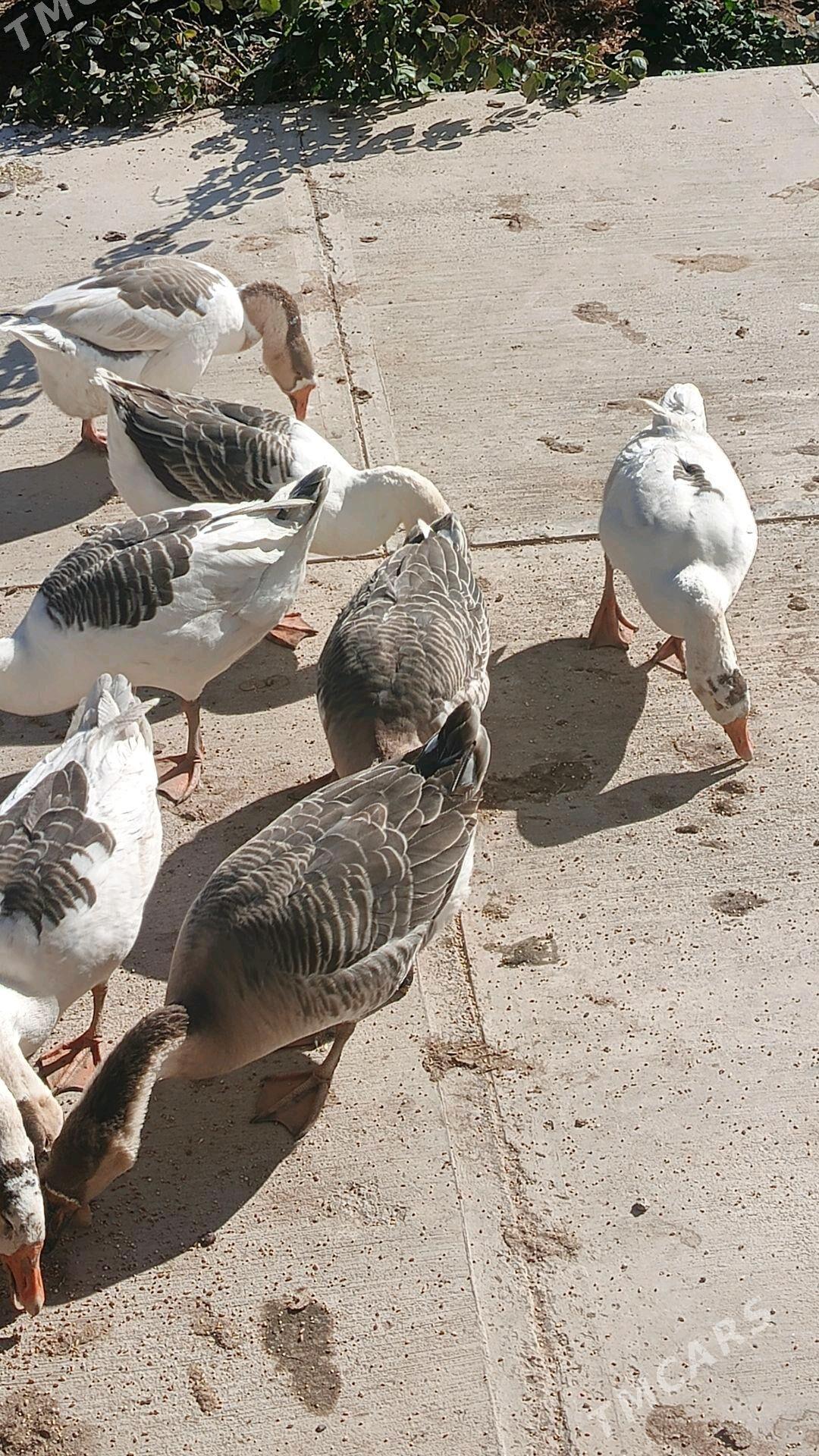 Газ Gaz Gus - Daşoguz - img 3