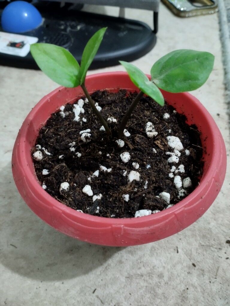 bambuk - Туркменбаши - img 7