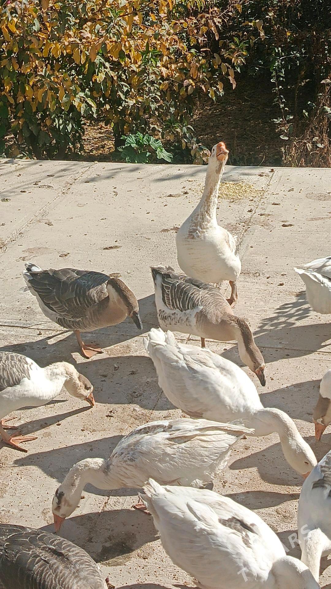 Газ Gaz Gus - Daşoguz - img 2