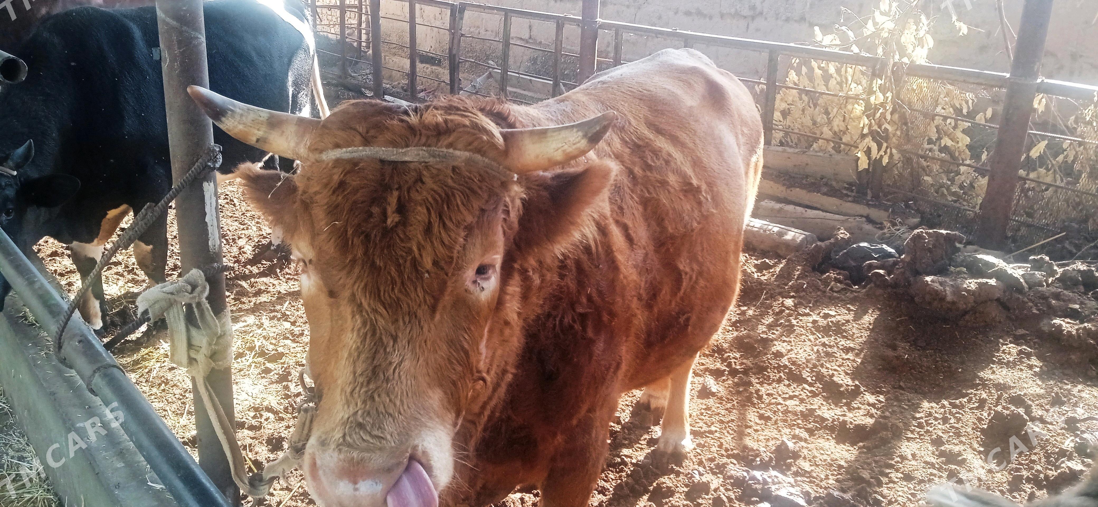 Parodny Ökuz - Türkmenabat - img 5