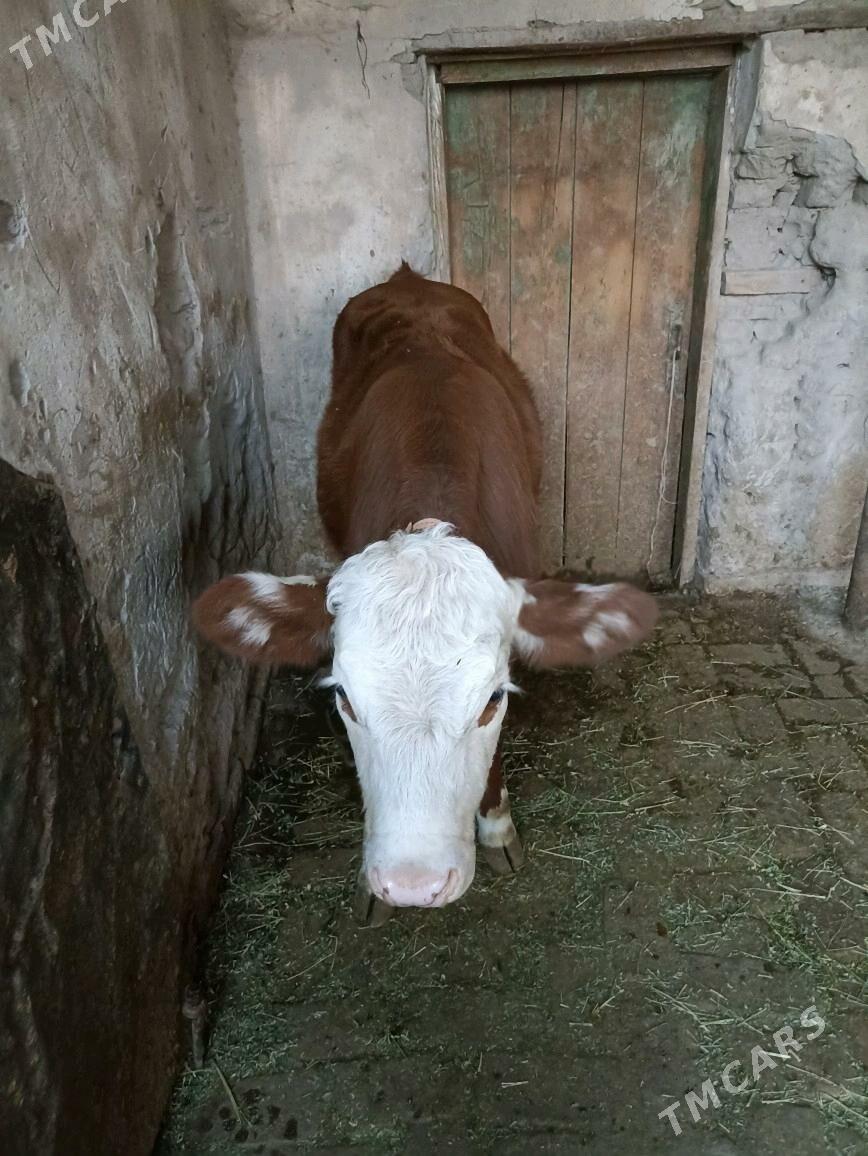 Simintal ojek - Kerki - img 3