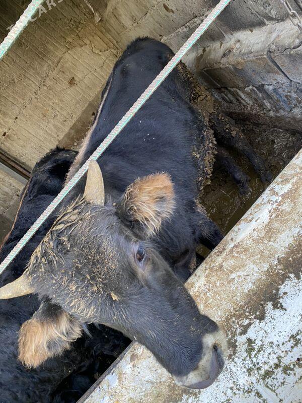 bakylan okuzler - Кëши - img 6