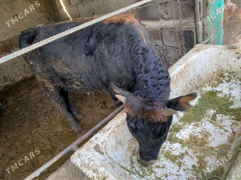 bakylan okuzler - Кëши - img 1