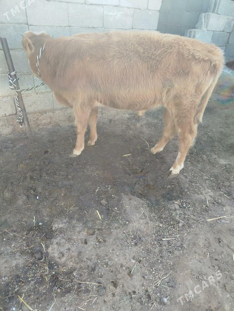 okuz - Гарадамак Шор - img 3