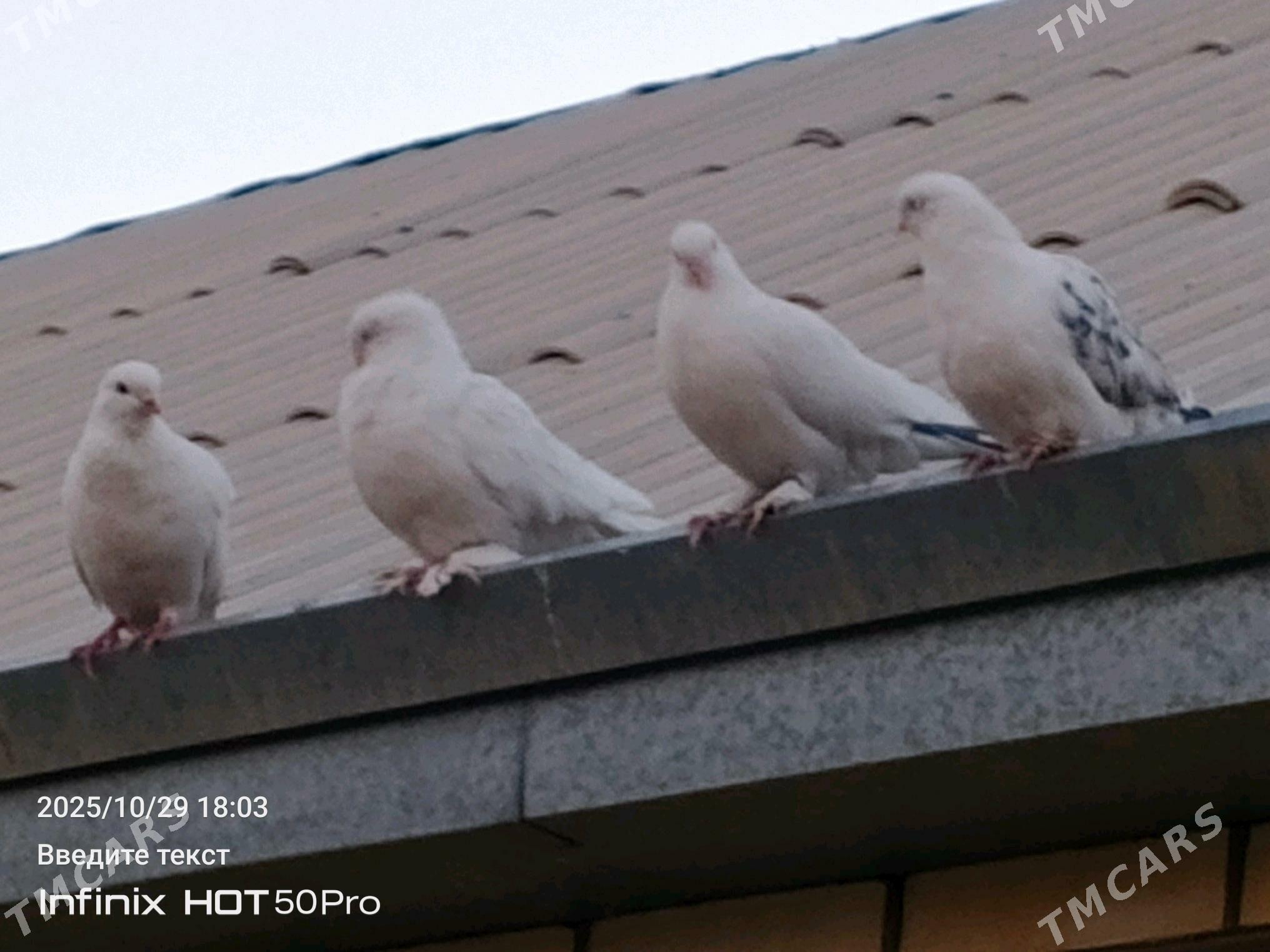 kepderikepderi - Mary - img 3