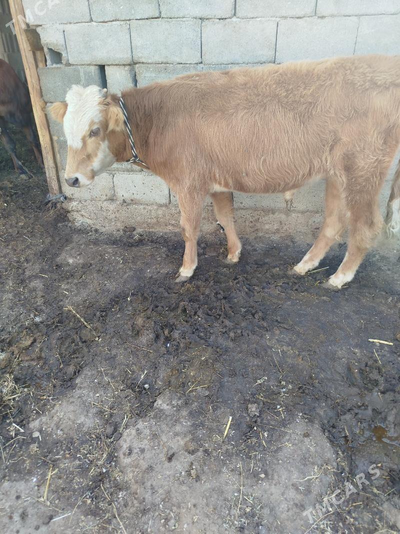 okuz - Гарадамак Шор - img 4