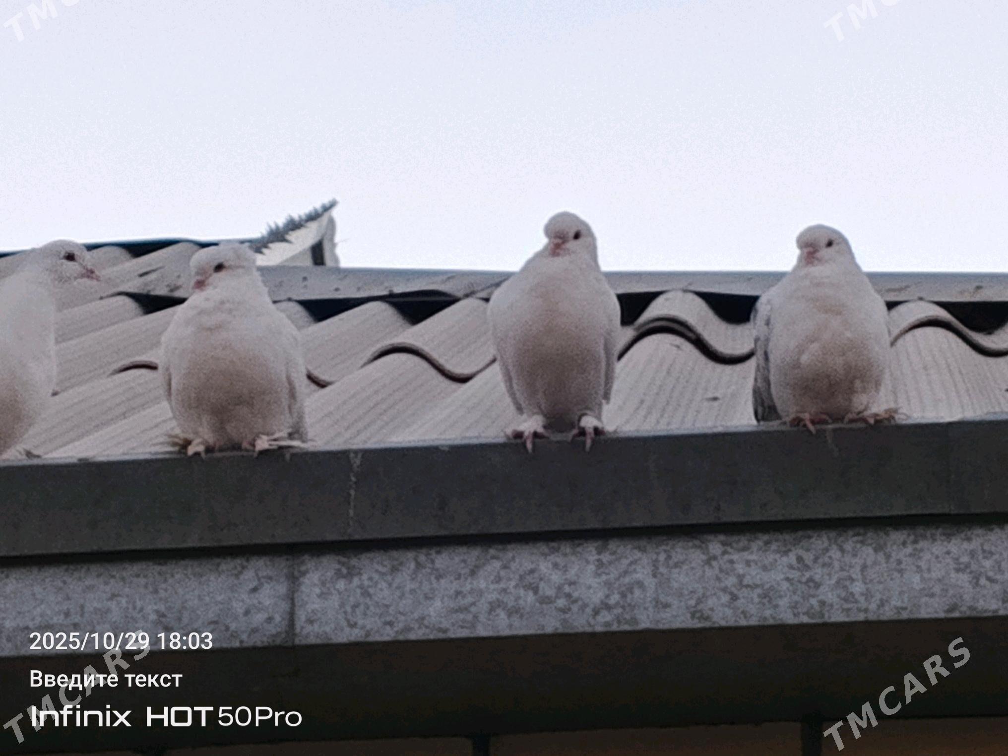 kepderikepderi - Mary - img 1