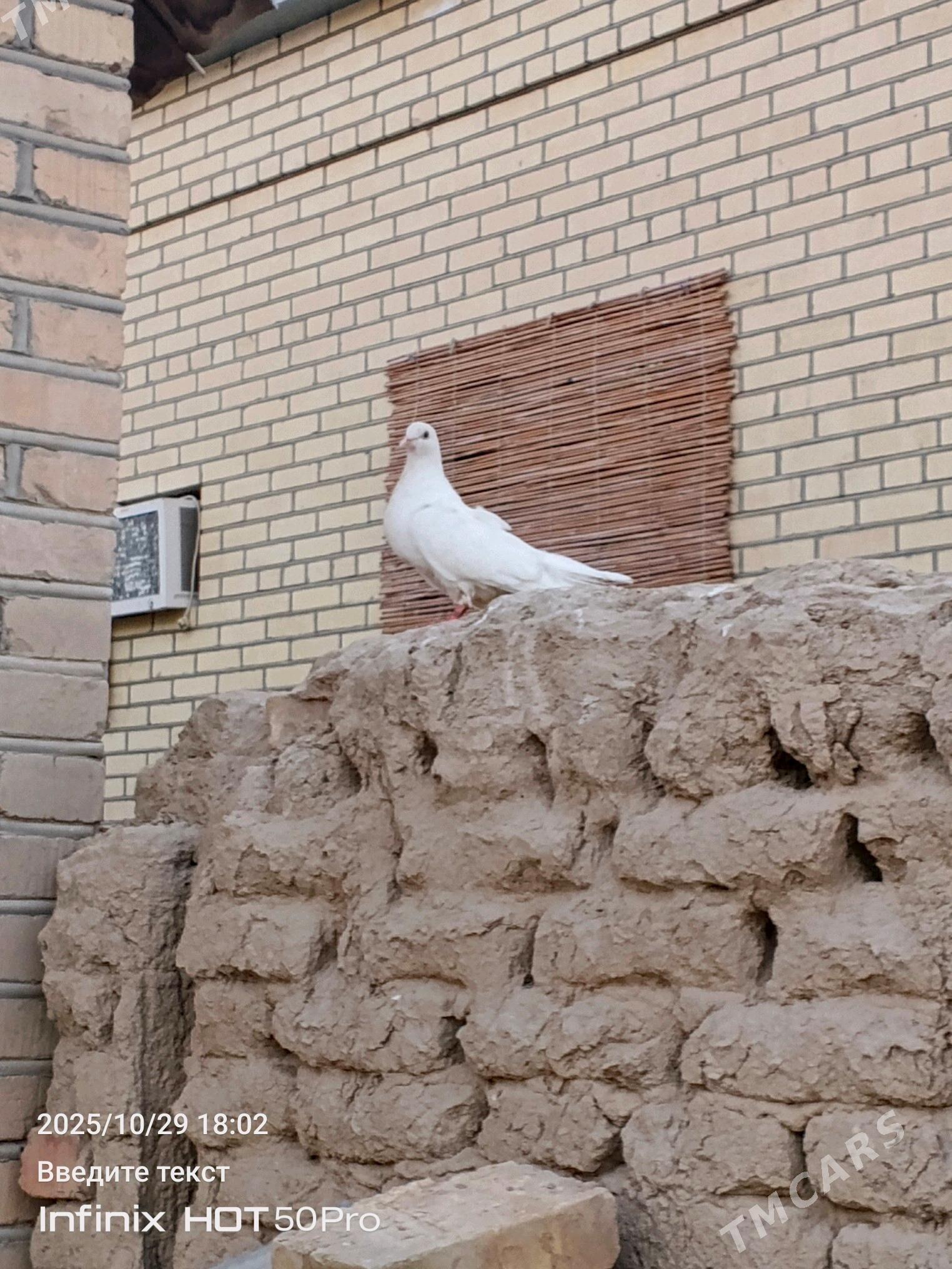 kepderikepderi - Mary - img 6