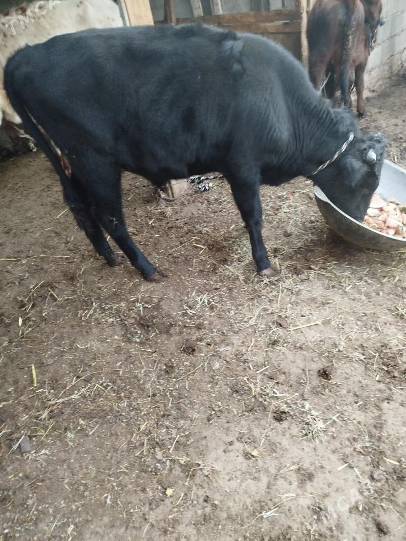 okuz - Гарадамак Шор - img 1