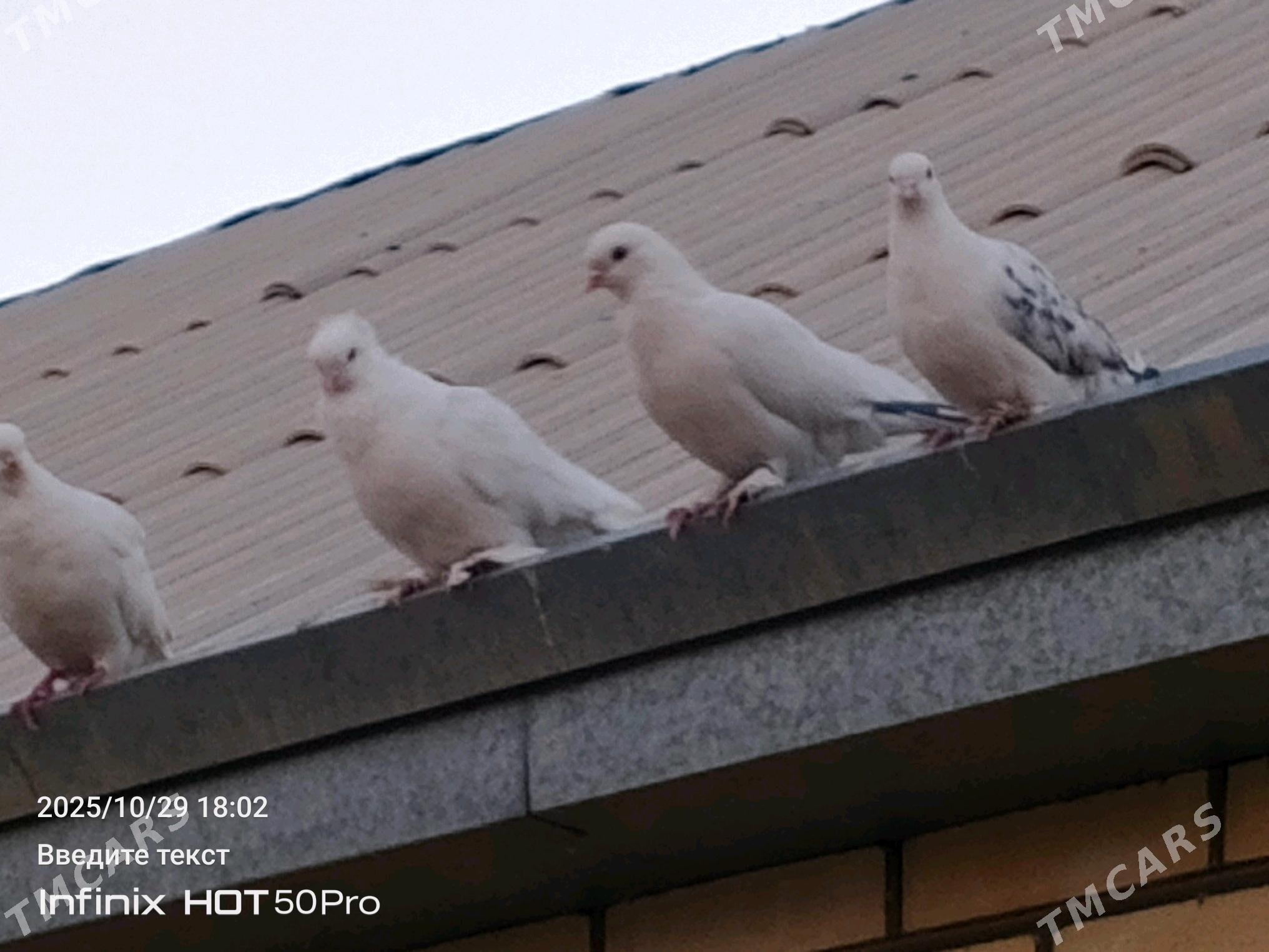 kepderikepderi - Mary - img 5