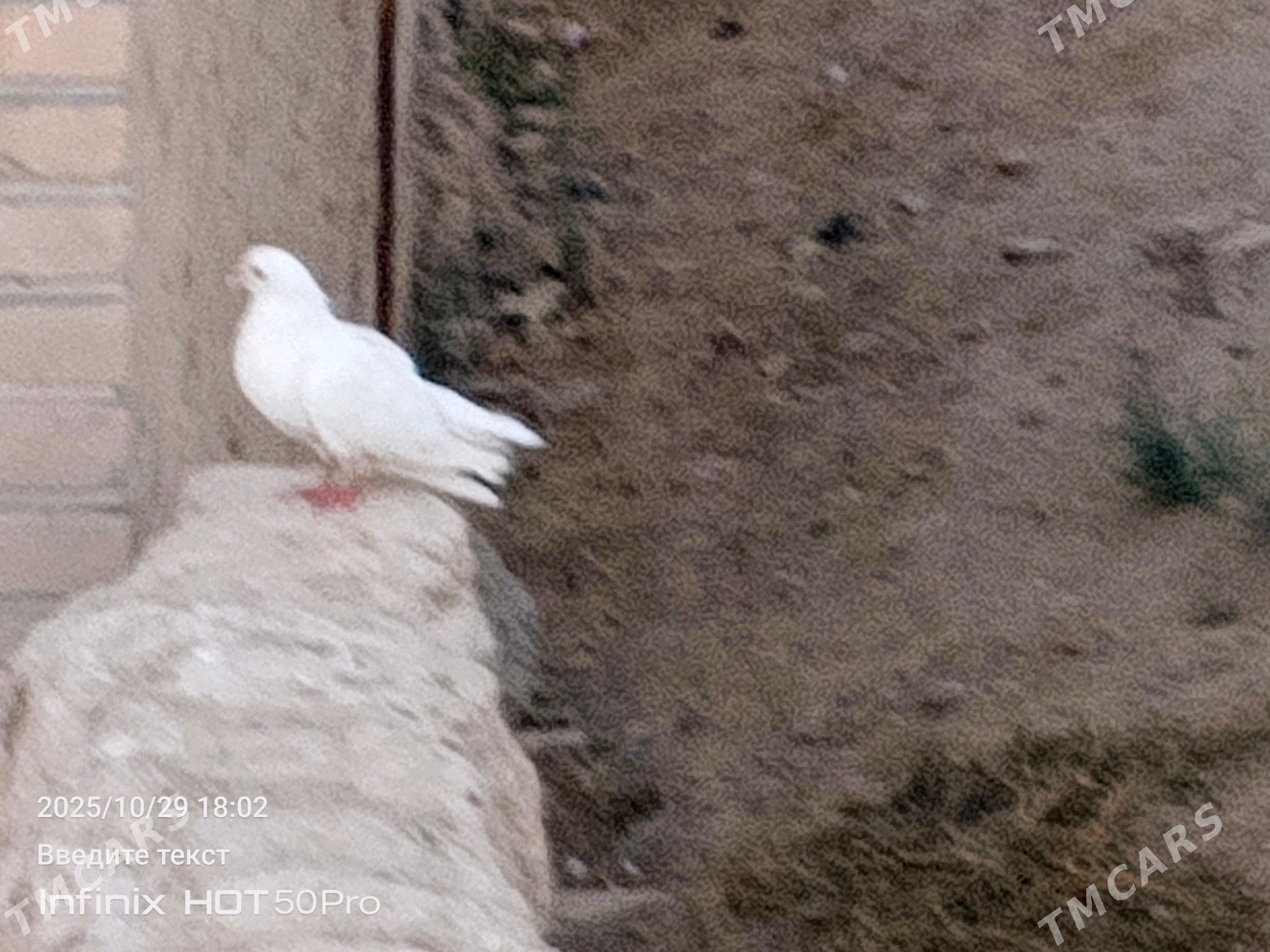 kepderikepderi - Mary - img 2