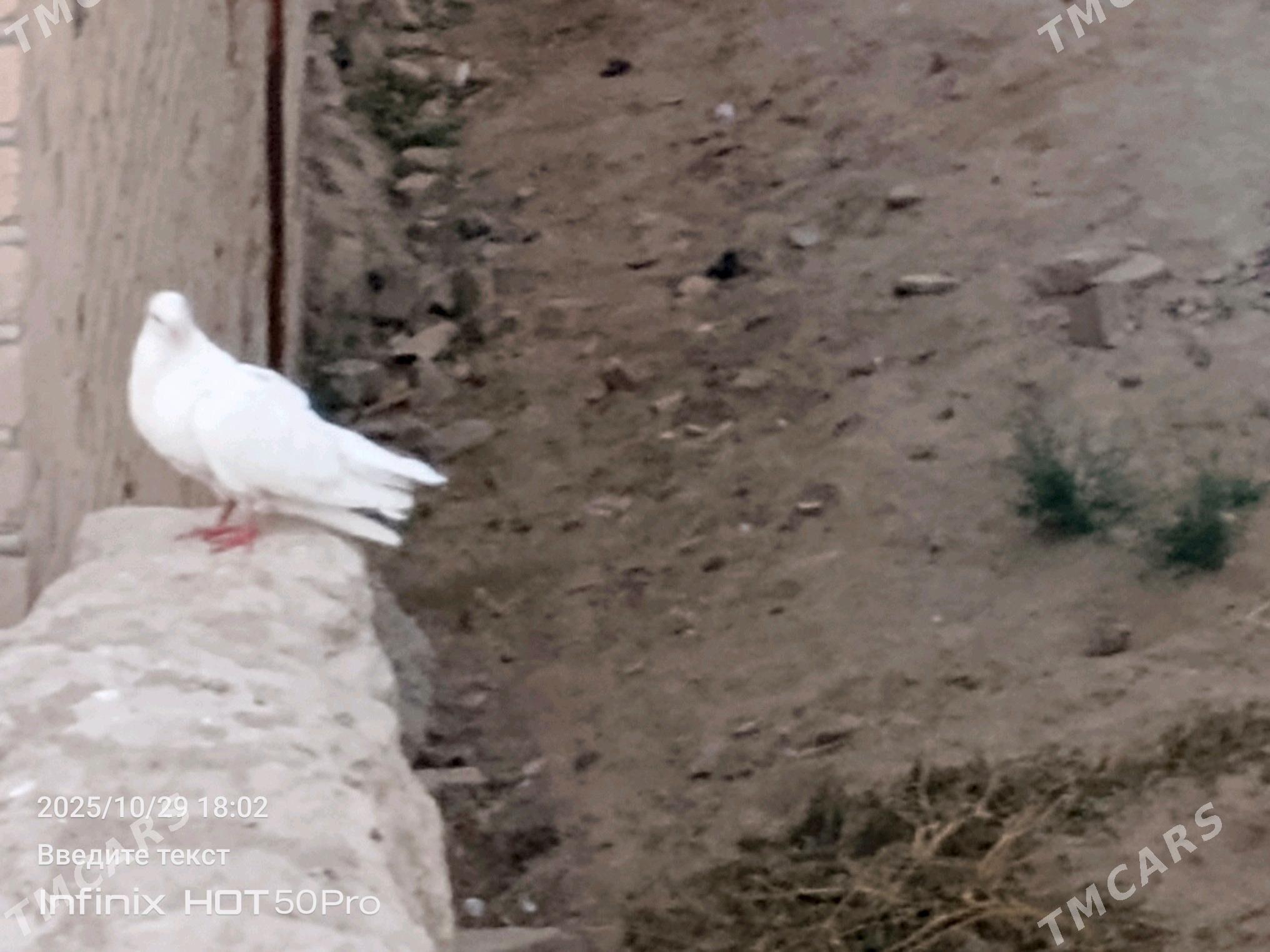 kepderikepderi - Mary - img 4