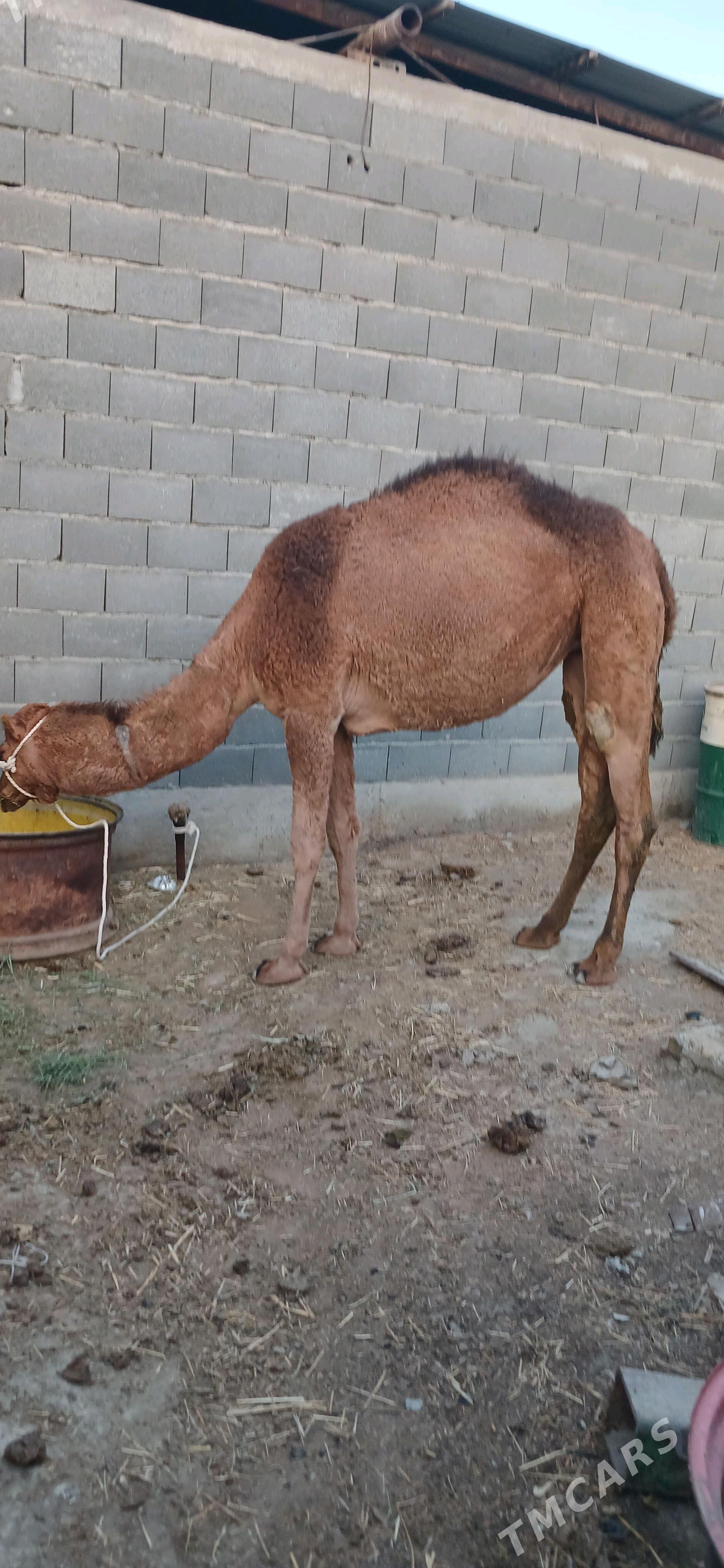 düýe - Bäherden - img 2