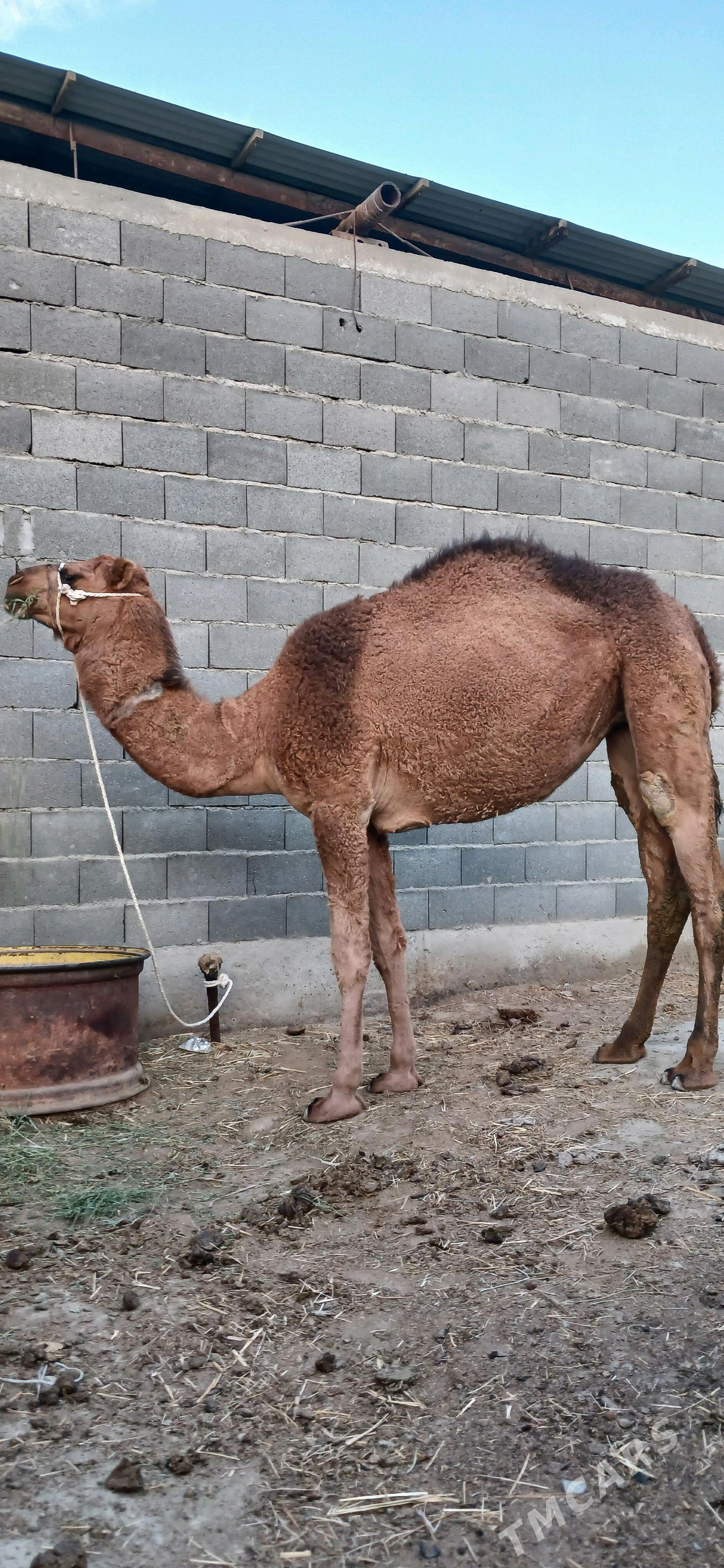 düýe - Bäherden - img 3