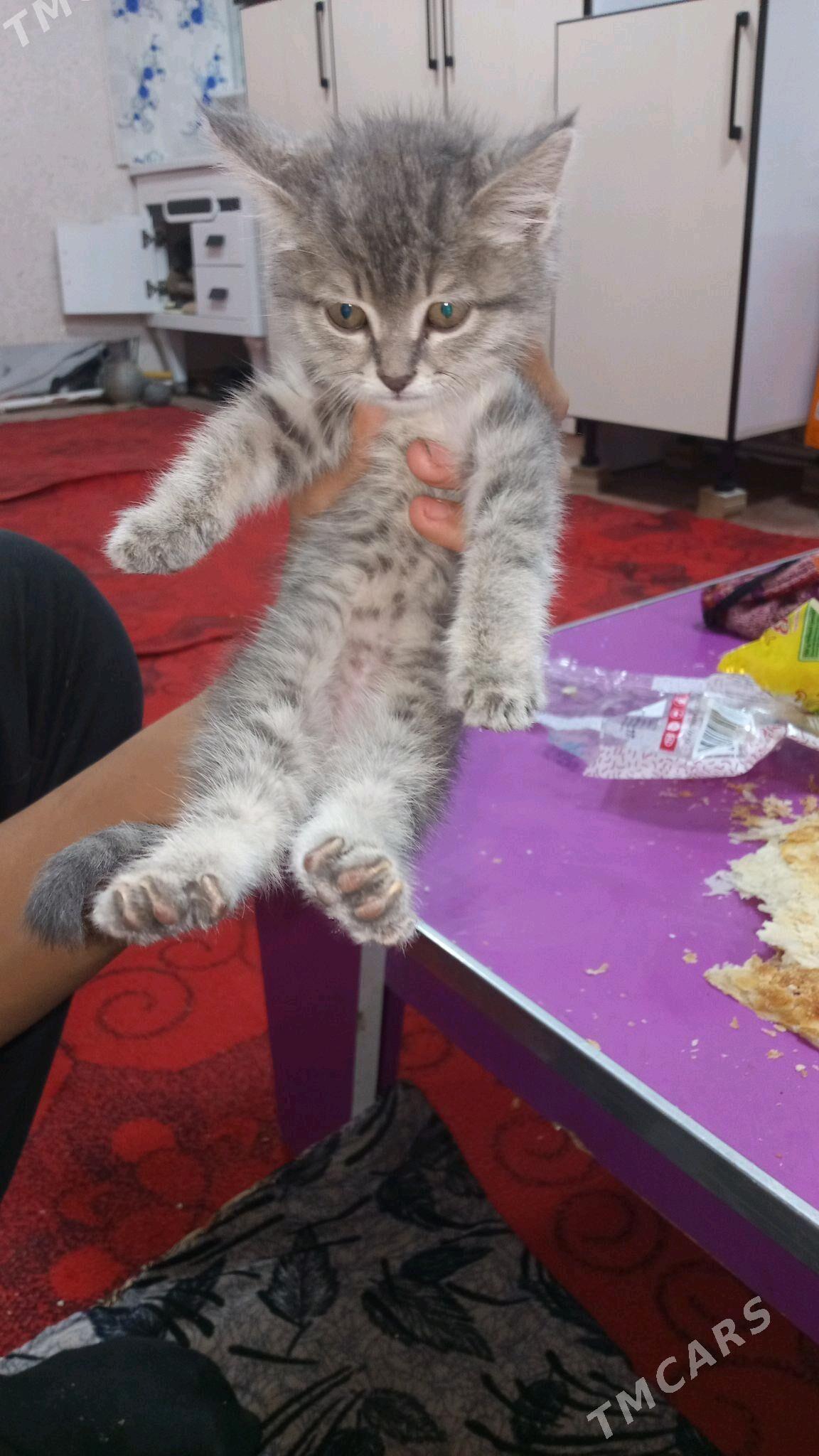 Markiz - Кёнеургенч - img 2