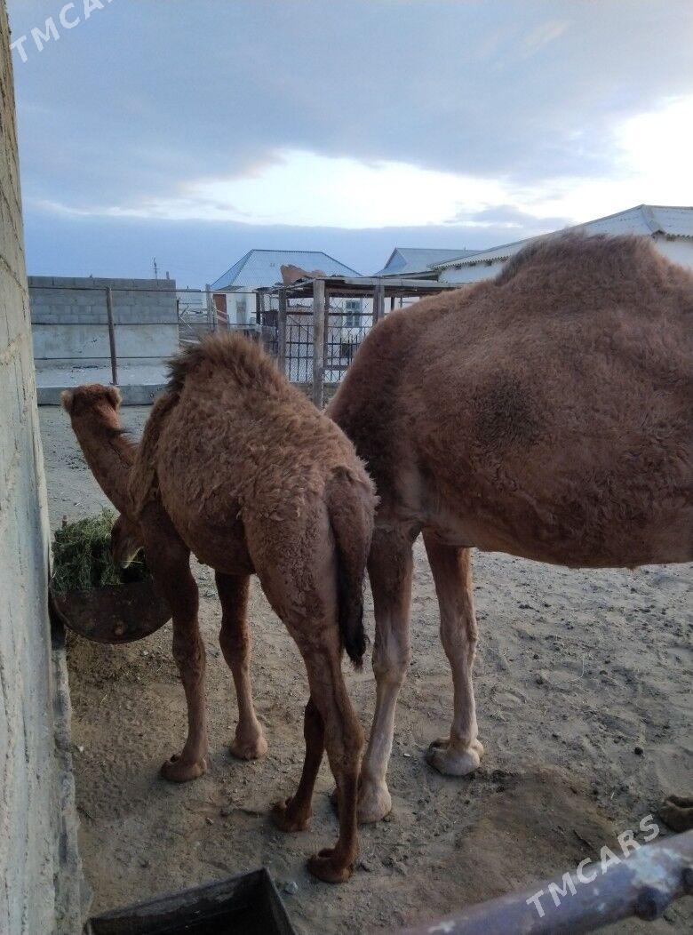 düýe torum - Gumdag - img 1