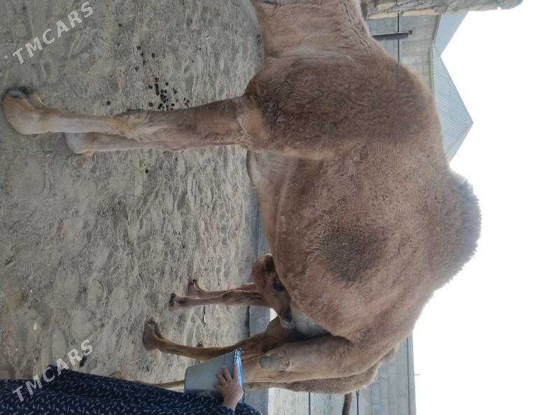 düýe torum - Gumdag - img 10