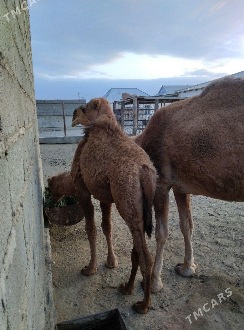 düýe torum - Gumdag - img 2