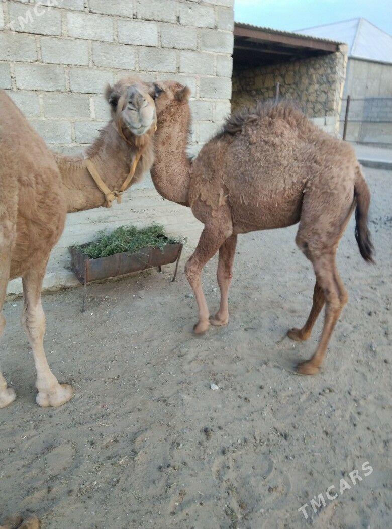 düýe torum - Gumdag - img 7