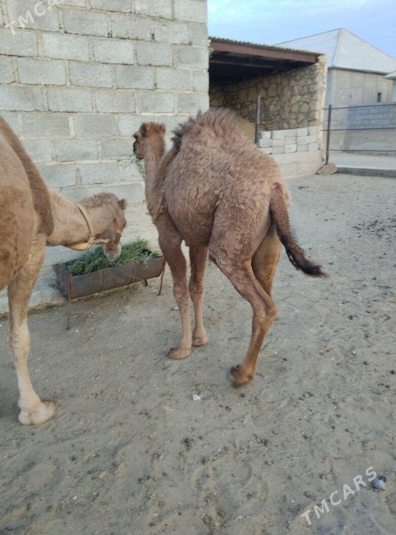 düýe torum - Gumdag - img 4