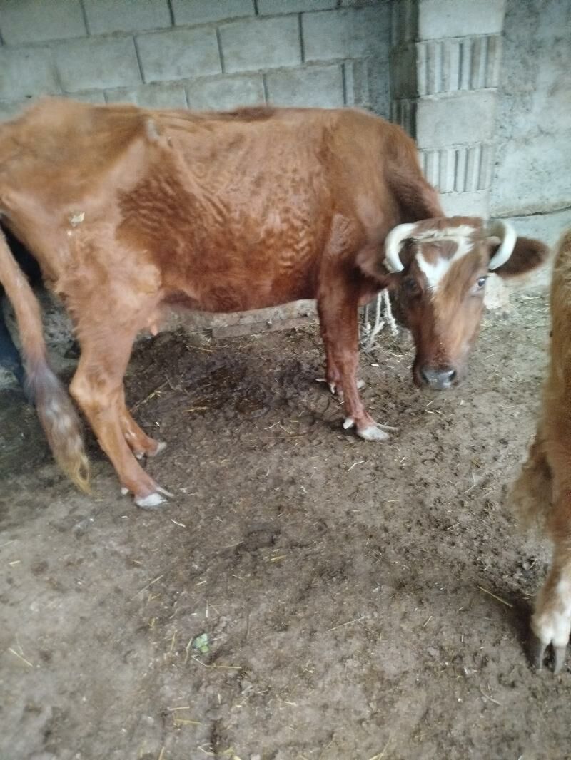 gysyr sygyr tuwe - Гарадамак Шор - img 2