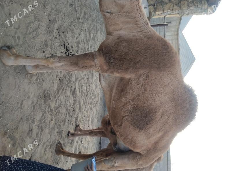 düýe torum - Gumdag - img 9