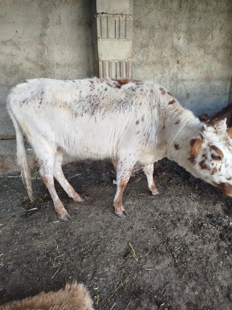 gysyr sygyr tuwe - Гарадамак Шор - img 5