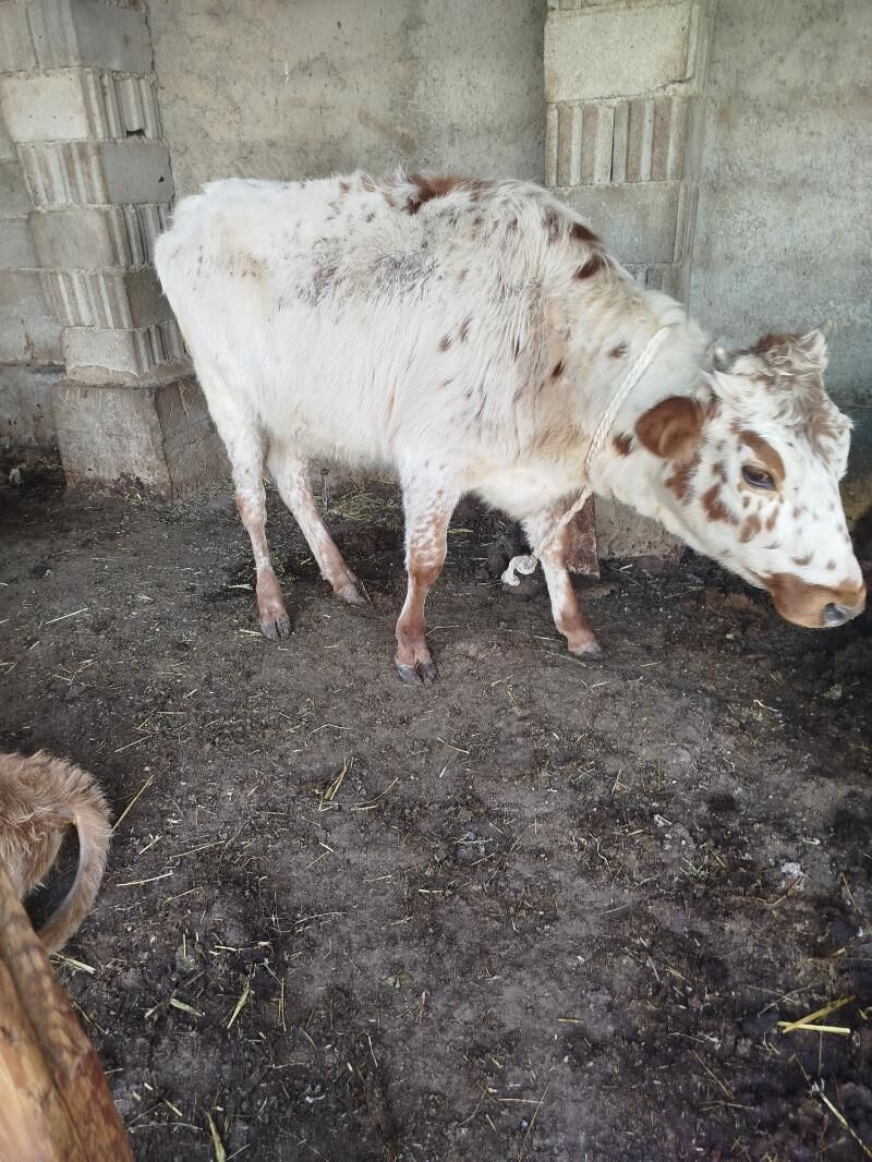 gysyr sygyr tuwe - Гарадамак Шор - img 3