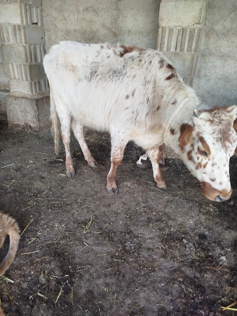 gysyr sygyr tuwe - Гарадамак Шор - img 4