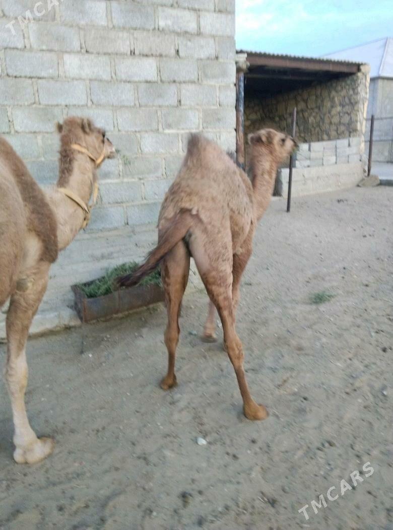 düýe torum - Gumdag - img 3