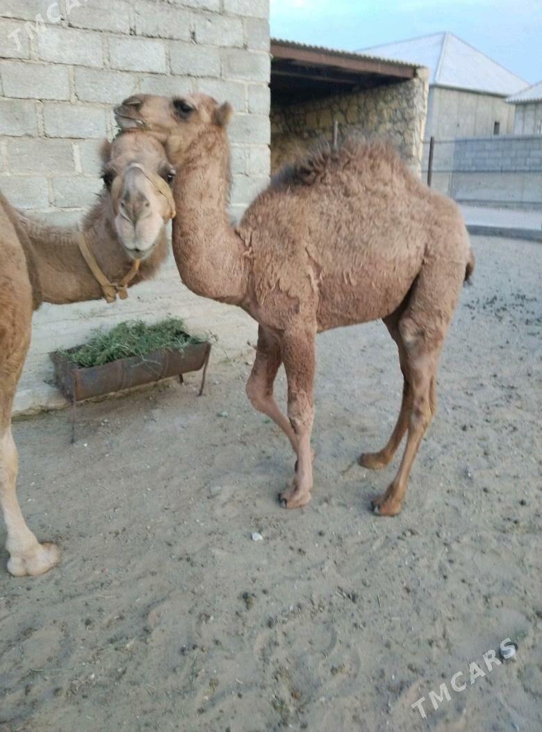 düýe torum - Gumdag - img 8