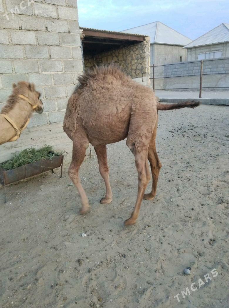 düýe torum - Gumdag - img 5