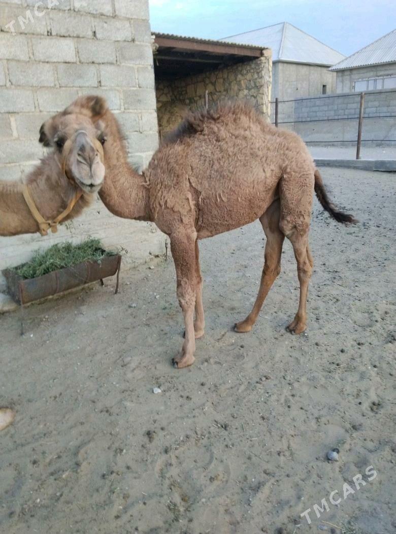 düýe torum - Gumdag - img 6