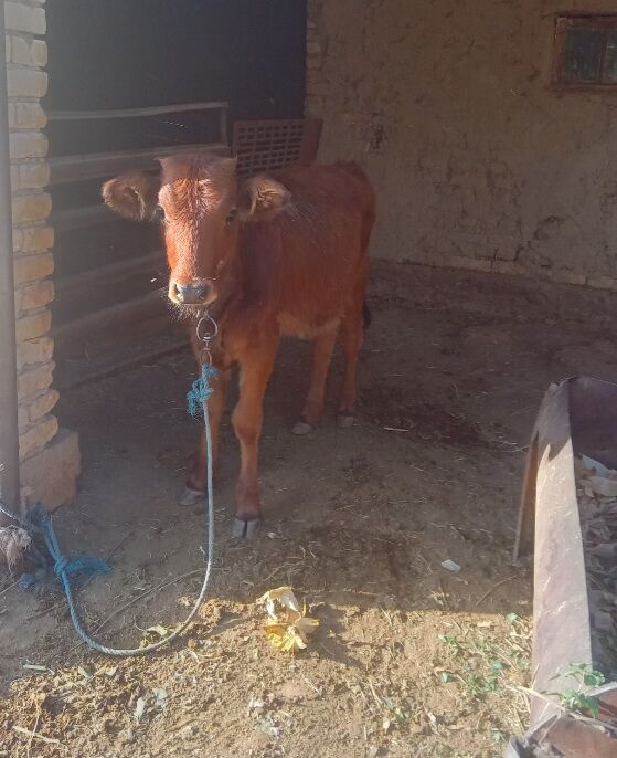 gulajyn - Байрамали - img 2