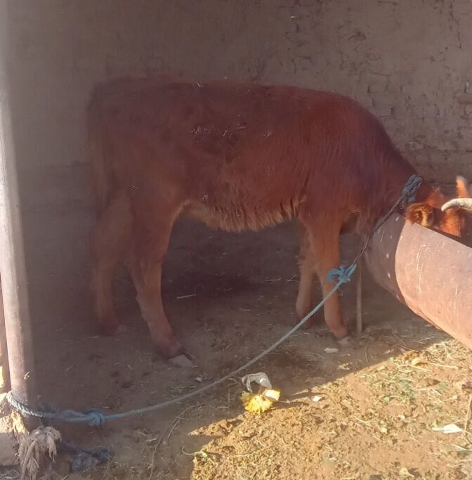 gulajyn - Байрамали - img 3