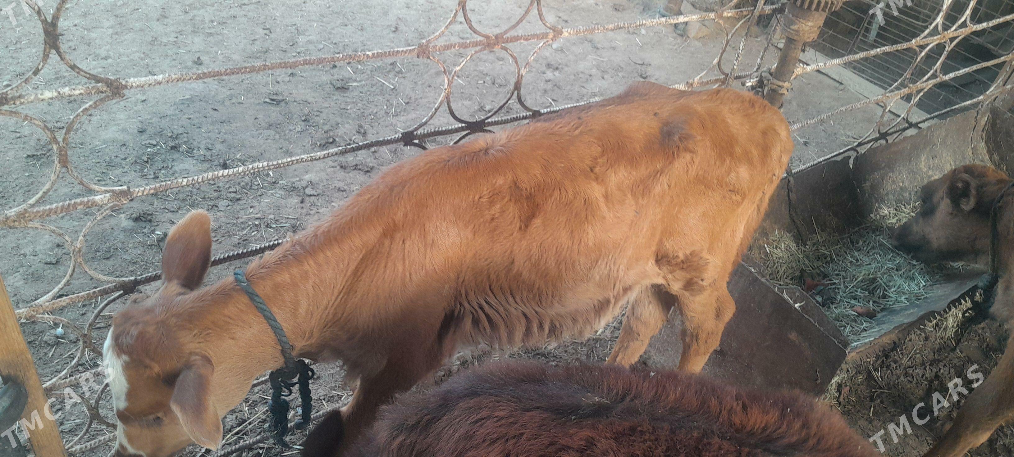 goleli sygyr - Wekilbazar - img 1