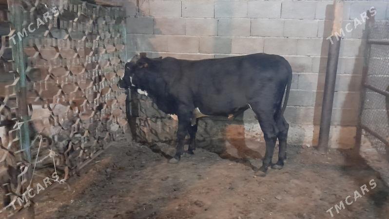 Okuz - Ak bugdaý etraby - img 3