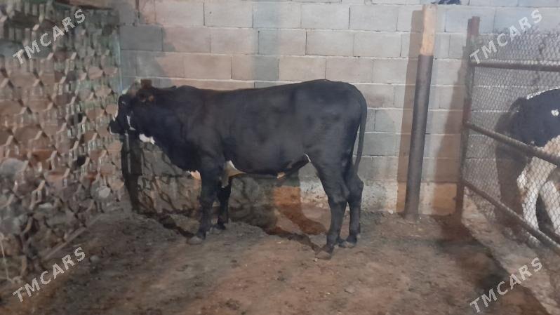 Okuz - Ak bugdaý etraby - img 4